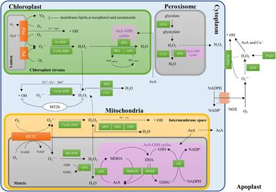Advances in the Understanding of Reactive Oxygen Species-Dependent Regulation on Seed Dormancy, Germination, and Deterioration in Crops